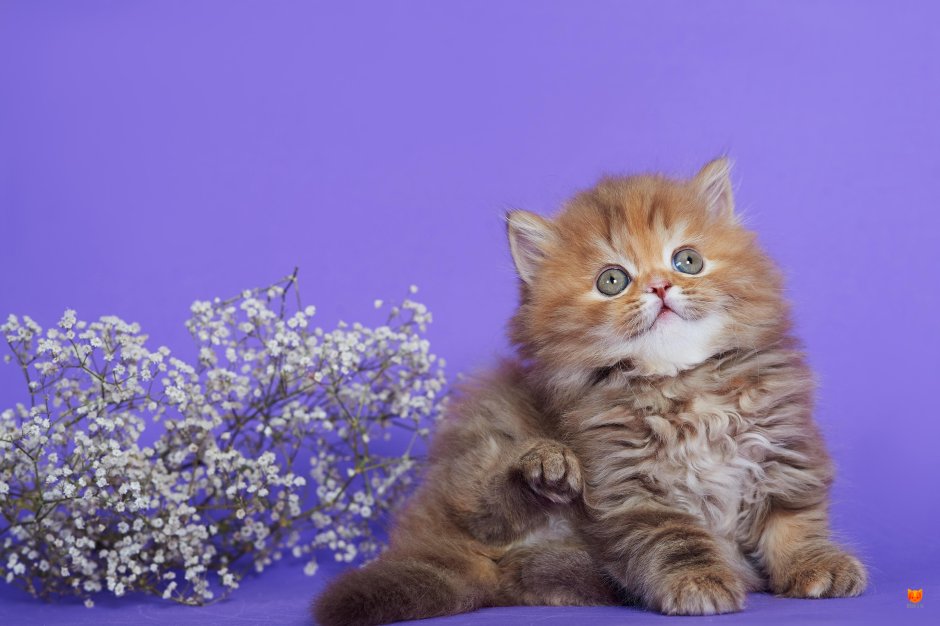 Шотландские котята хайленд страйт