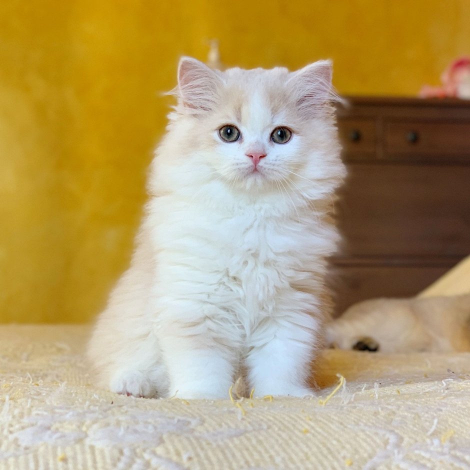 Шотландская кошка прямоухая длинношерстная