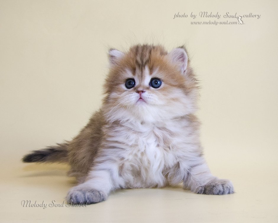 Шотландская кошка хайленд страйт