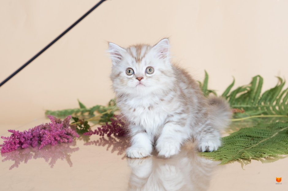 Скоттиш хайленд страйт