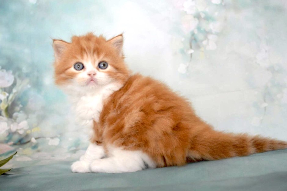 Шотландские котята фолд и страйт отличия