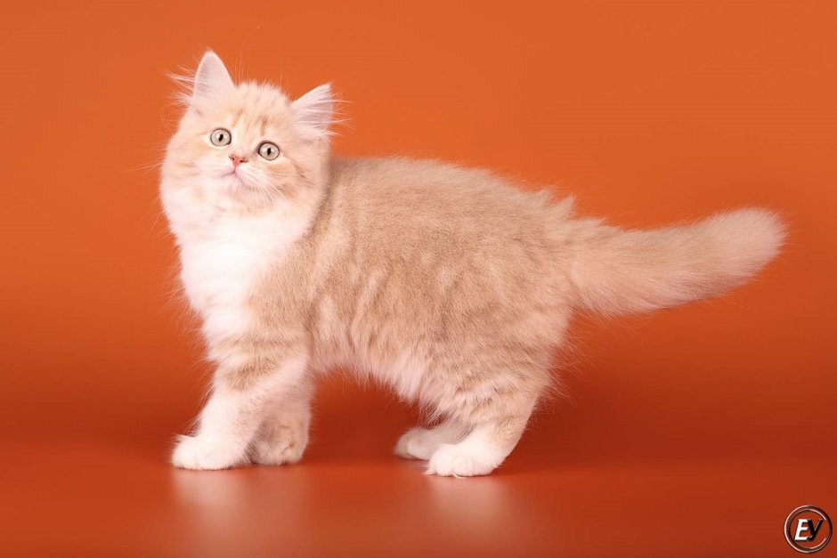 Шотландская кошка хайленд страйт