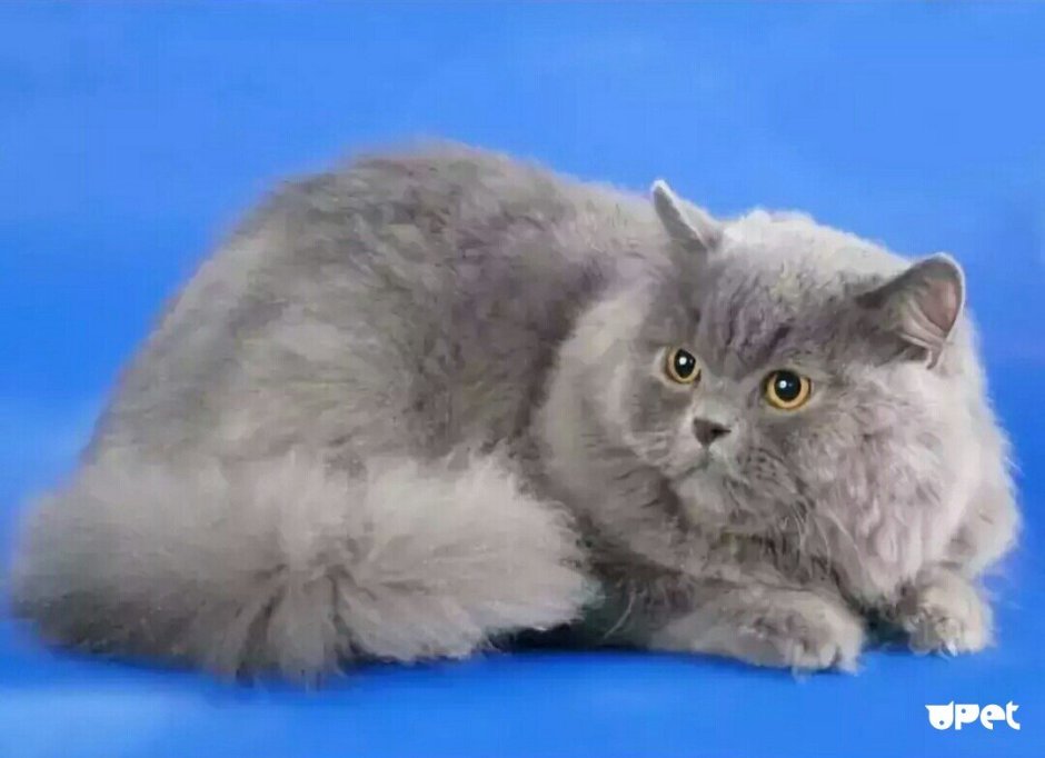 Хайленд страйт котята