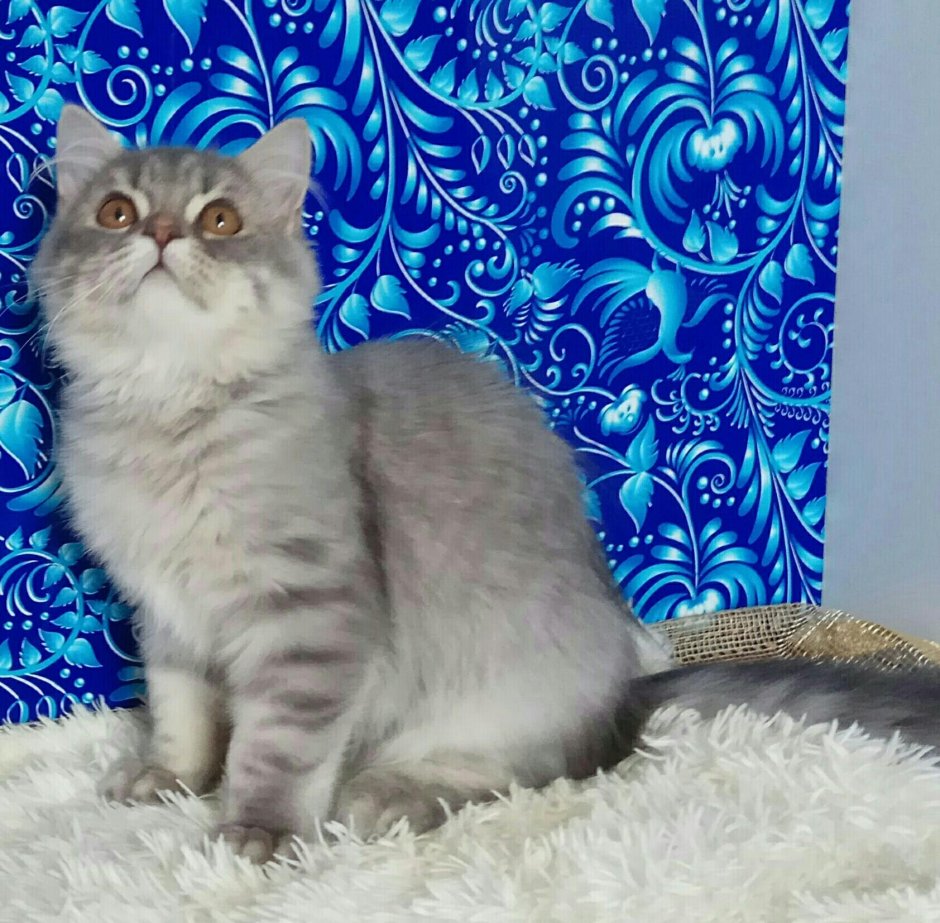 Шотландская вислоухая кошка хайленд фолд