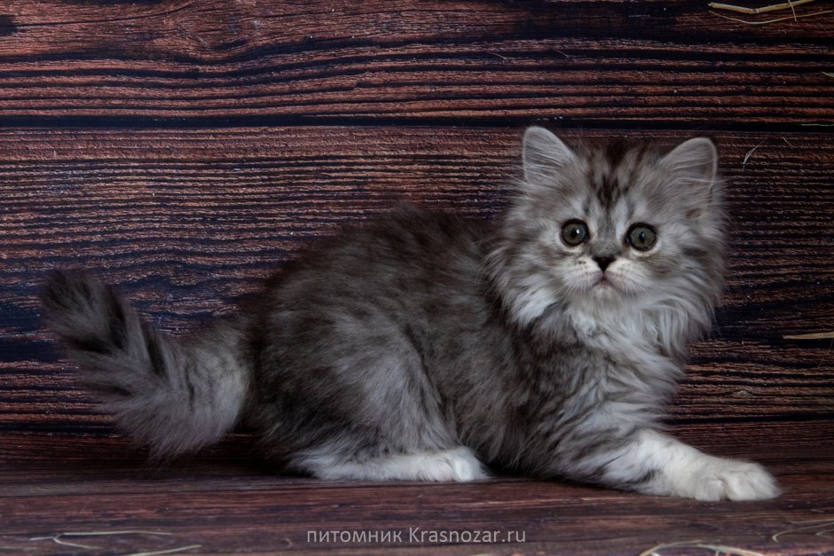 Шотландская кошка хайленд страйт