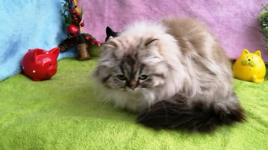 Шотландская шиншилла хайленд страйт