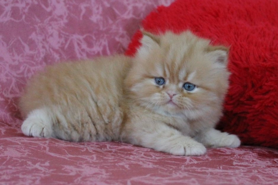 Хайленд страйт котята