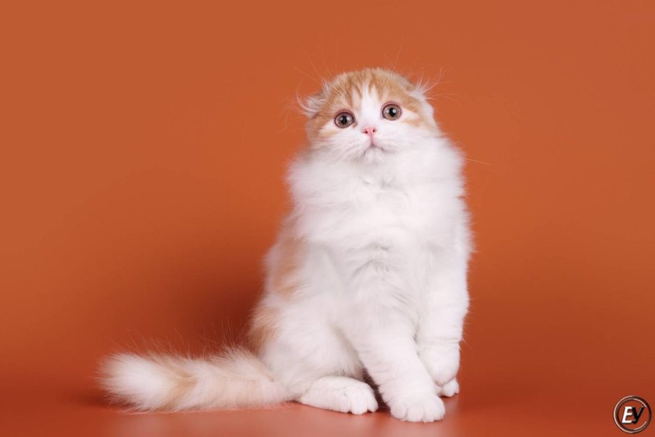 Шотландские котята хайленд страйт