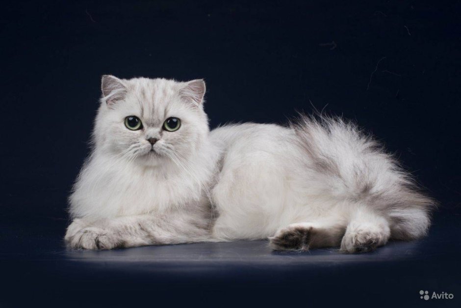 Шотландская кошка прямоухая длинношерстная
