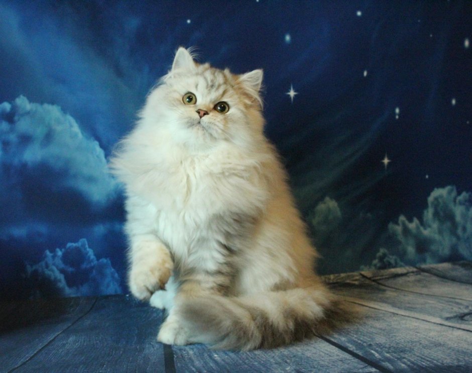 Шотландский хайленд страйт