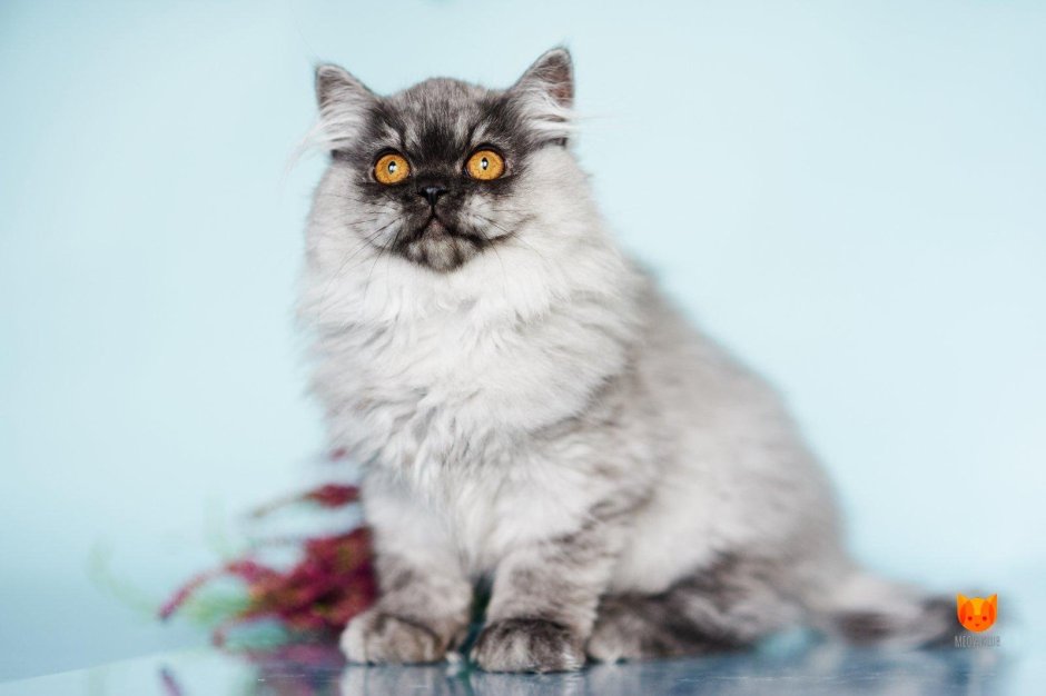 Коты хайленд страйт