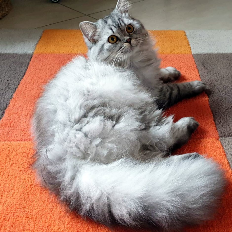 Highland straight кошка