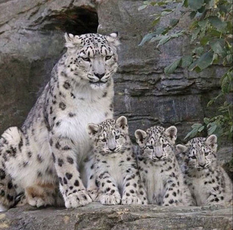 Кошки породы Ирбис
