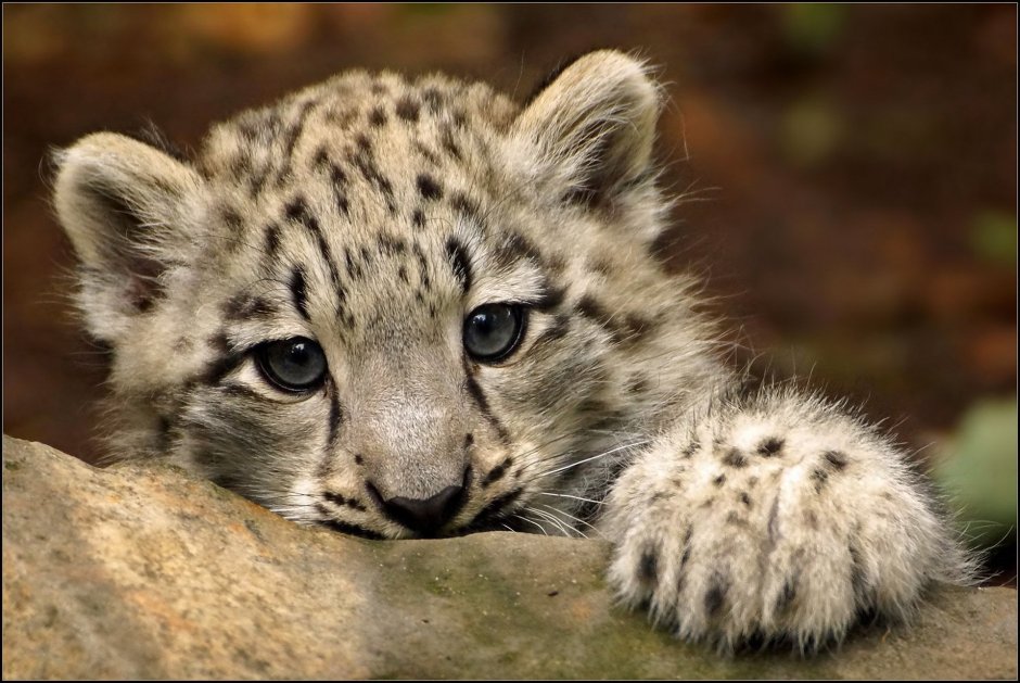 - Снежный Барс (Panthera uncia