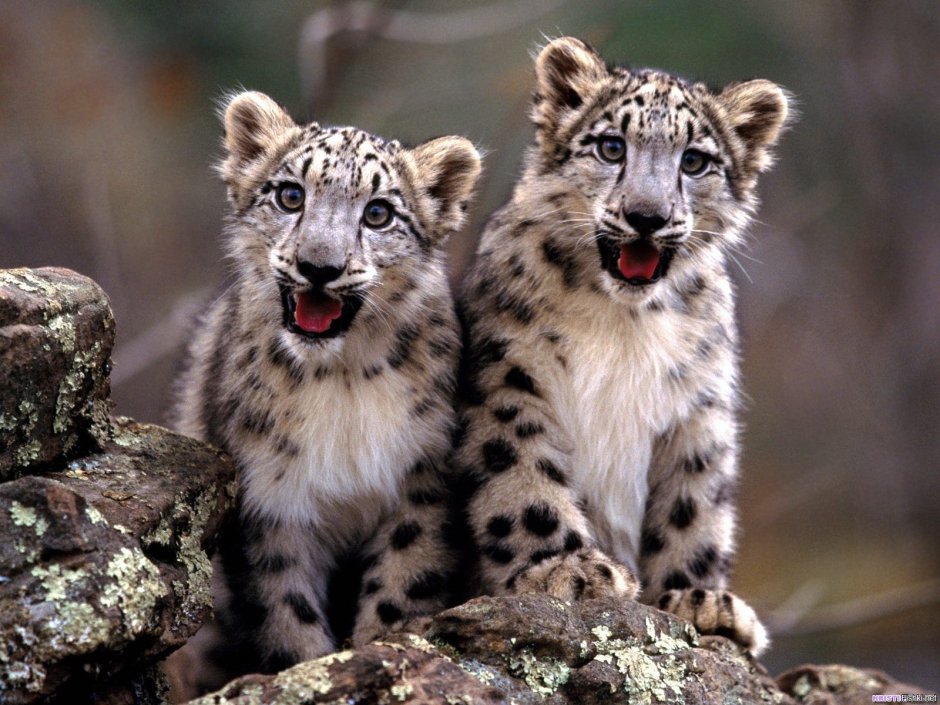 - Снежный Барс (Panthera uncia