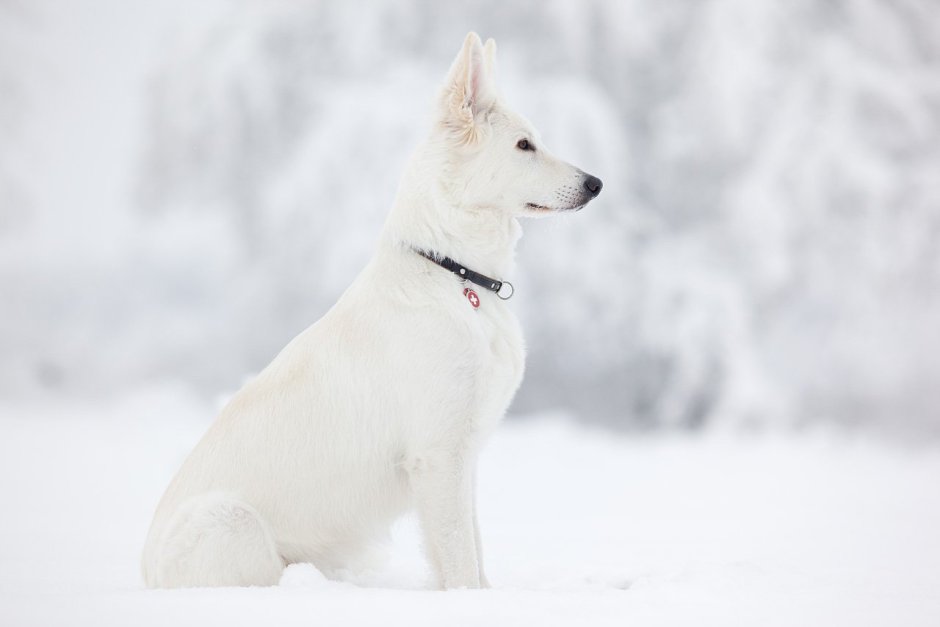 Белая швейцарская овчарка короткошерстная