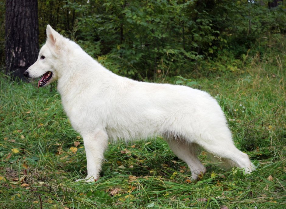 Сибирская овчарка белая