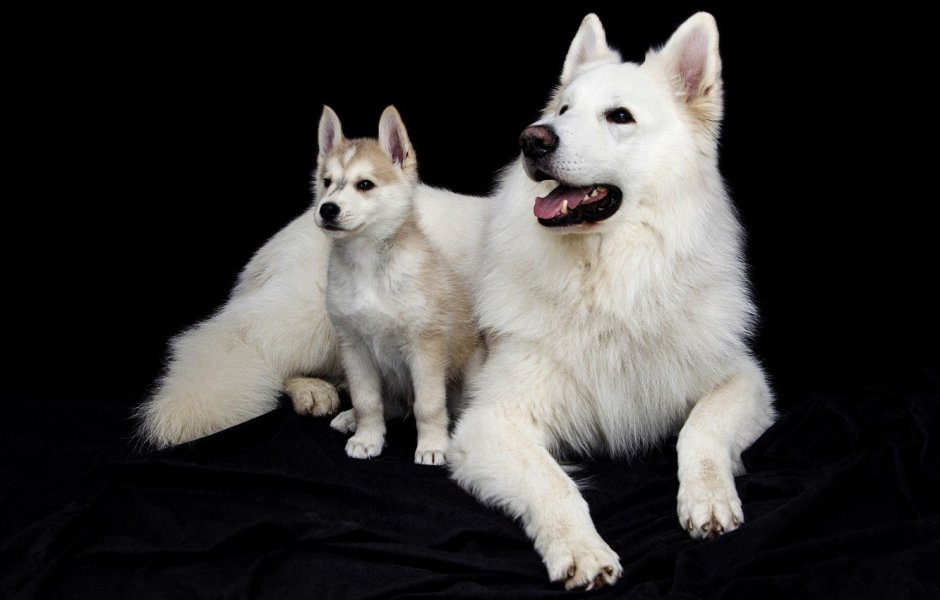 Самоед и БШО