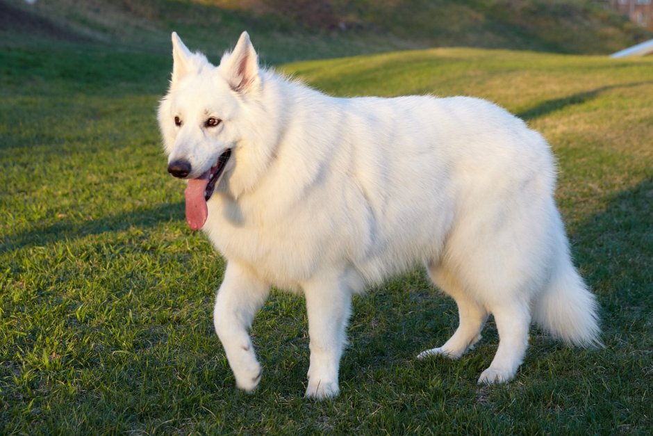 Голландская овчарка белая