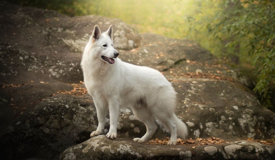 Киносарг – «белая собака»