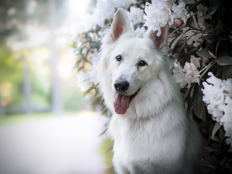 Белая швейцарская овчарка 4k