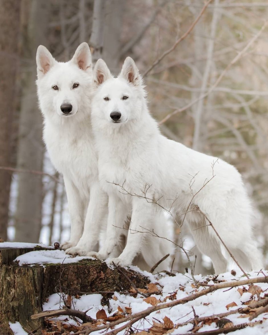 Уэльская овчарка белая