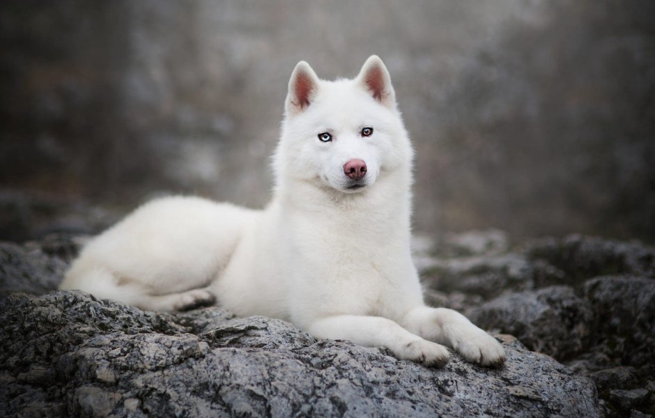 Хаски альбинос