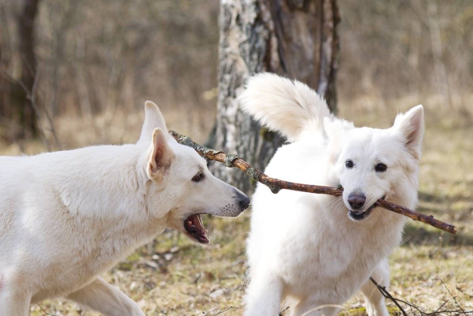 Белая швейцарская овчарка породы пастушьих собак