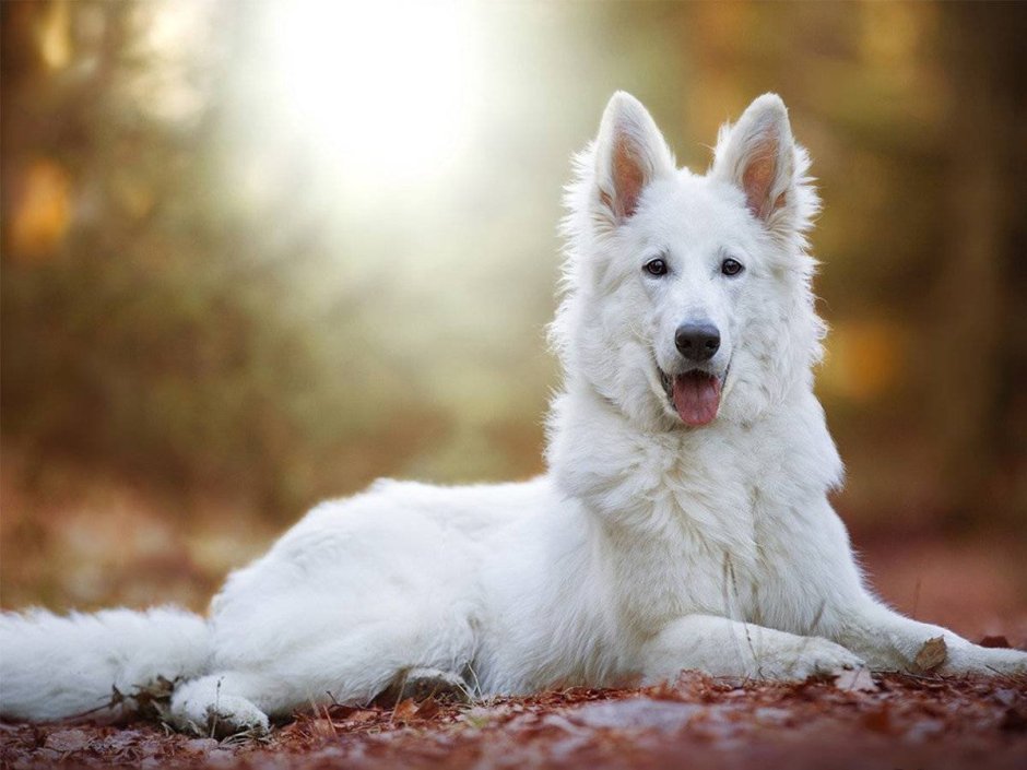 БШО овчарка