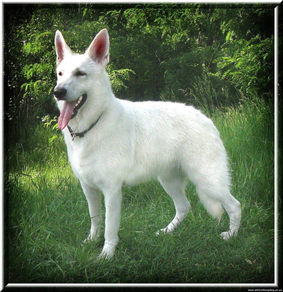 Альпийская овчарка белая