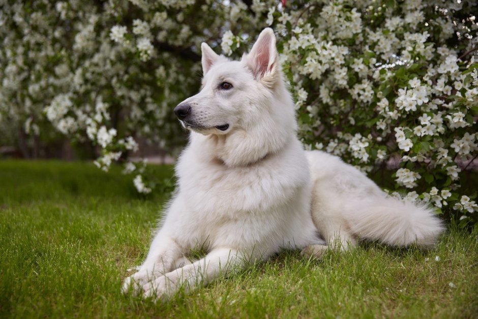 Белая швейцарская овчарка длинношерстная