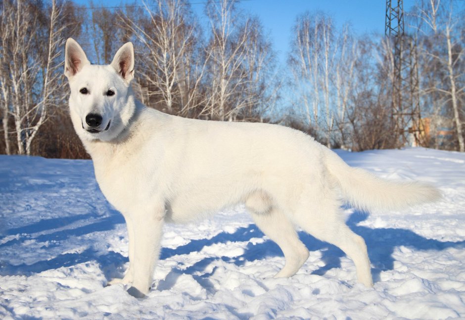 Западно Сибирская овчарка