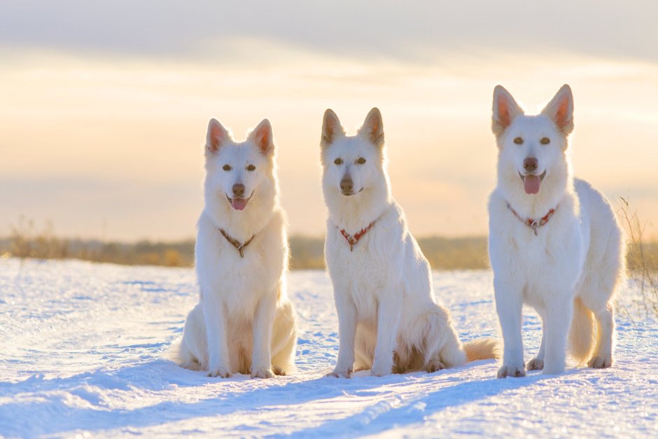 Швейцарская овчарка характер