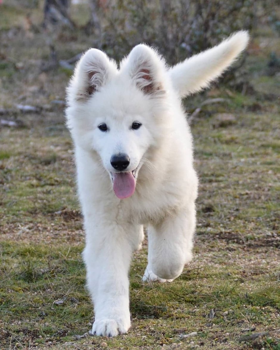 Сибирская овчарка белая