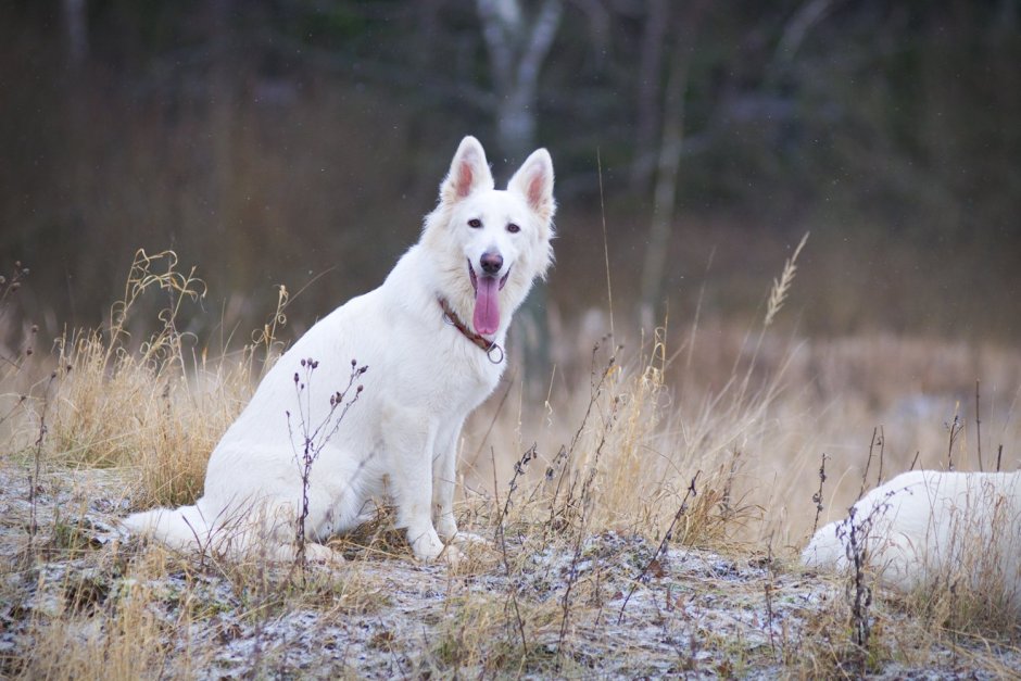 Белая швейцарская овчарка злая