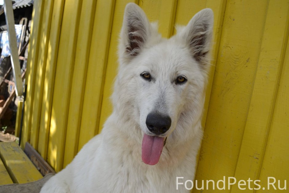 Белая овчарка порода фото
