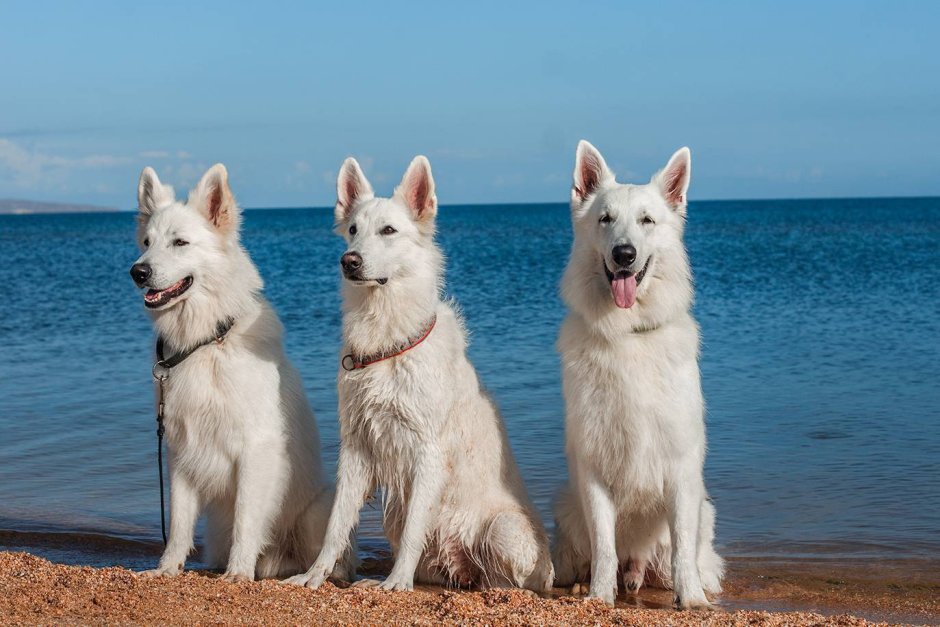 Белая швейцарская овчарка