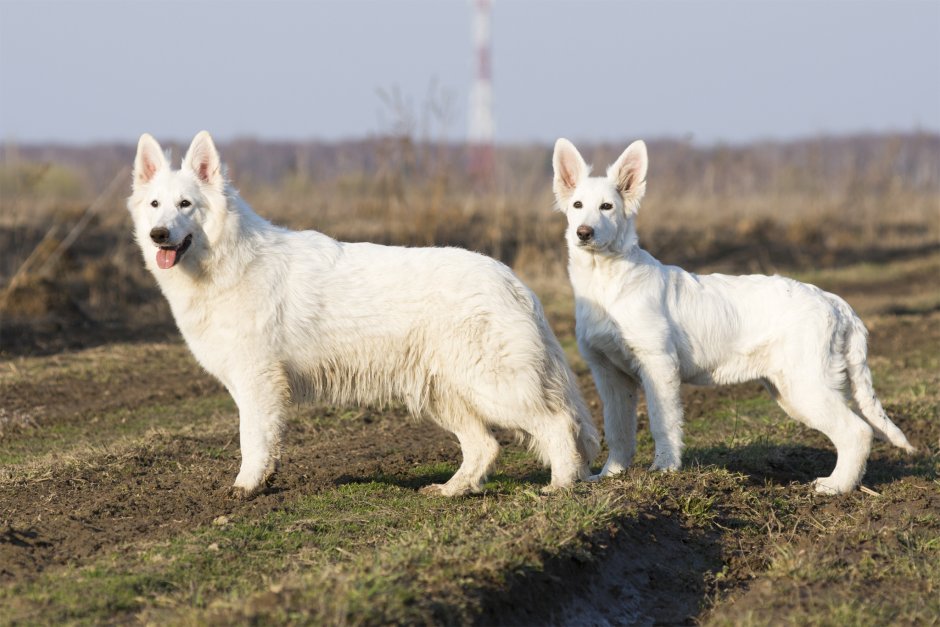Белая швейцарская овчарка длинношерстная