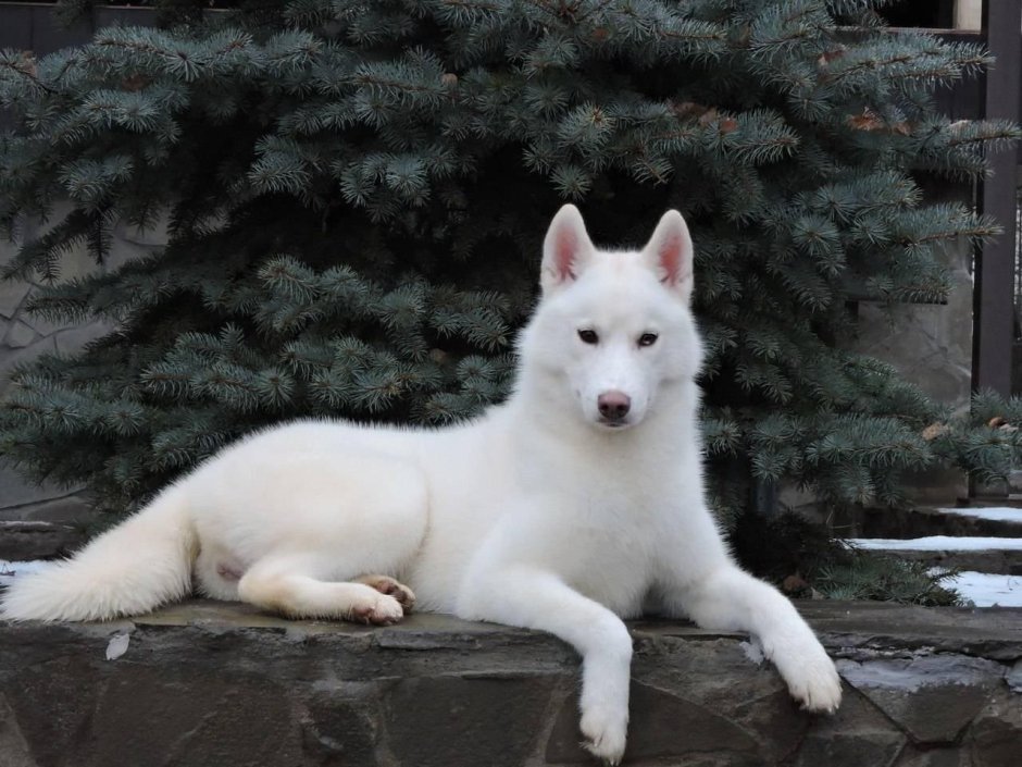 Сибирский хаски белый