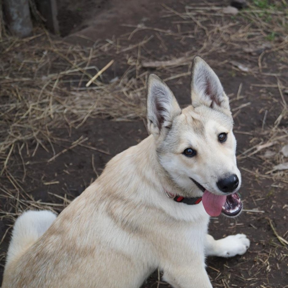 Метис Западно сибирской лайки