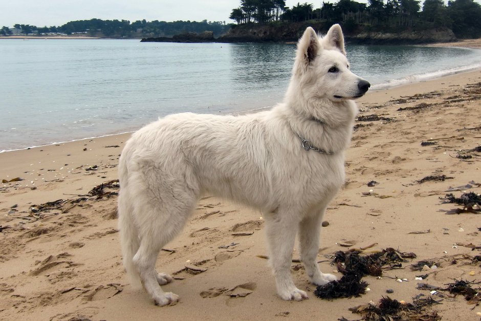 Белая швейцарская овчарка длинношерстная