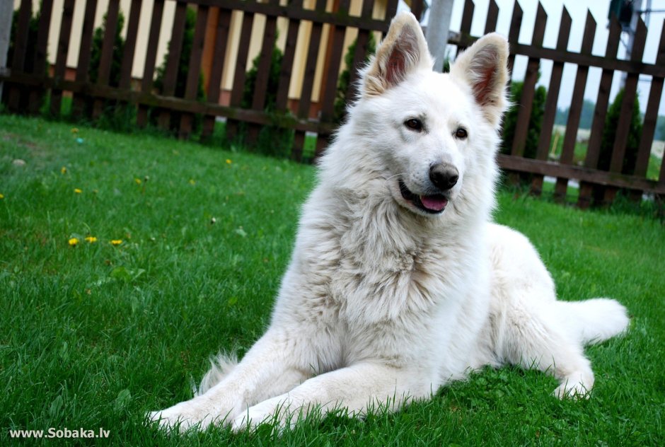 Белая швейцарская овчарка длинношерстная