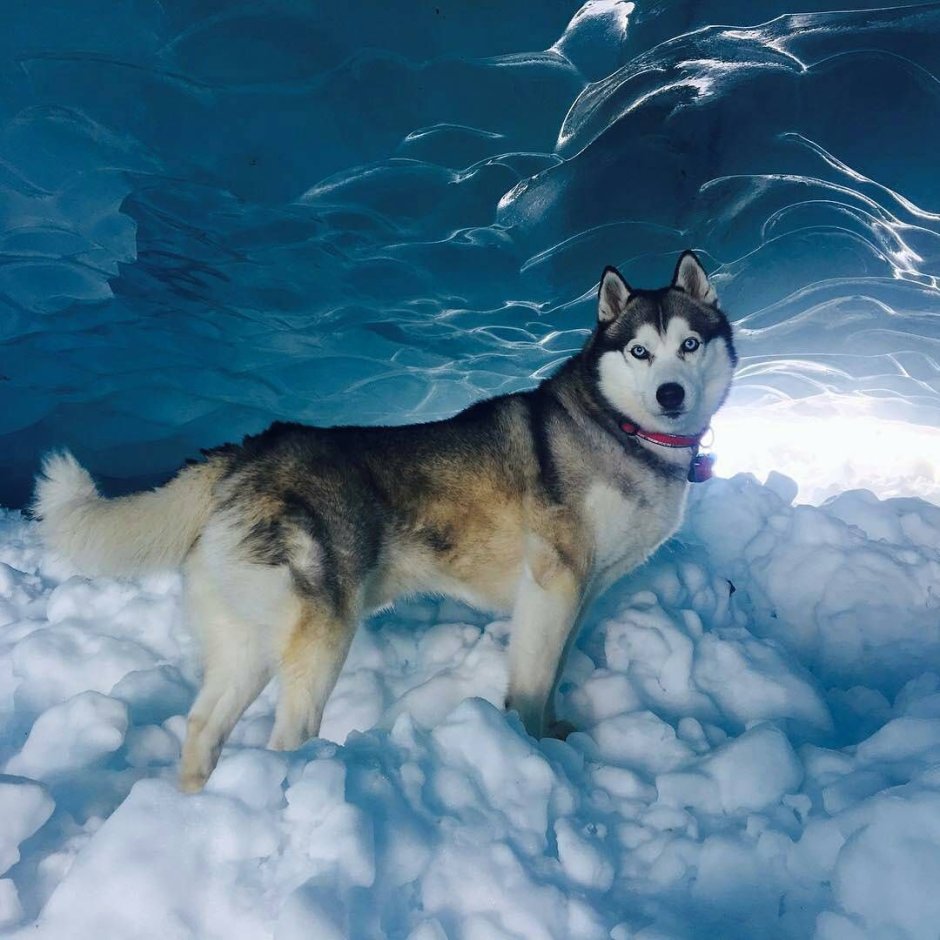 Шотландская хаски