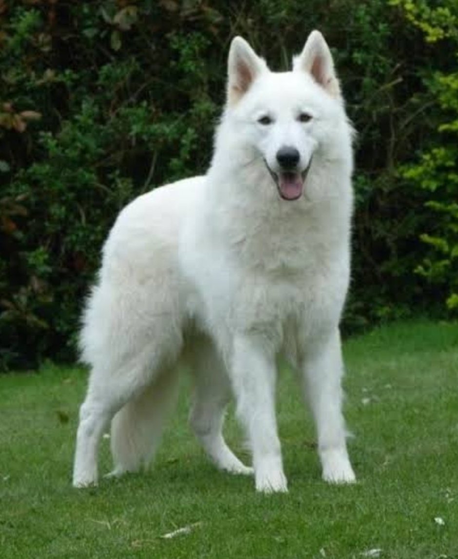 Немецкая овчарка альбинос