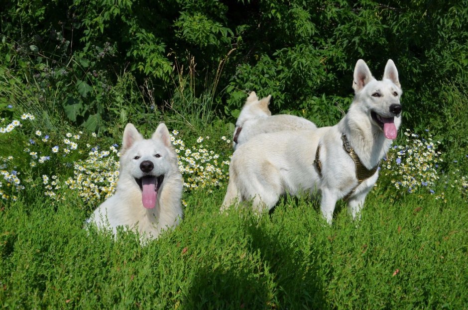 Овчарка приют Новосибирск БШО