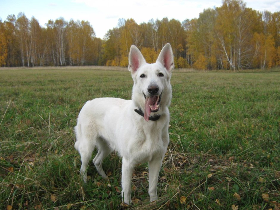 Сибирская овчарка