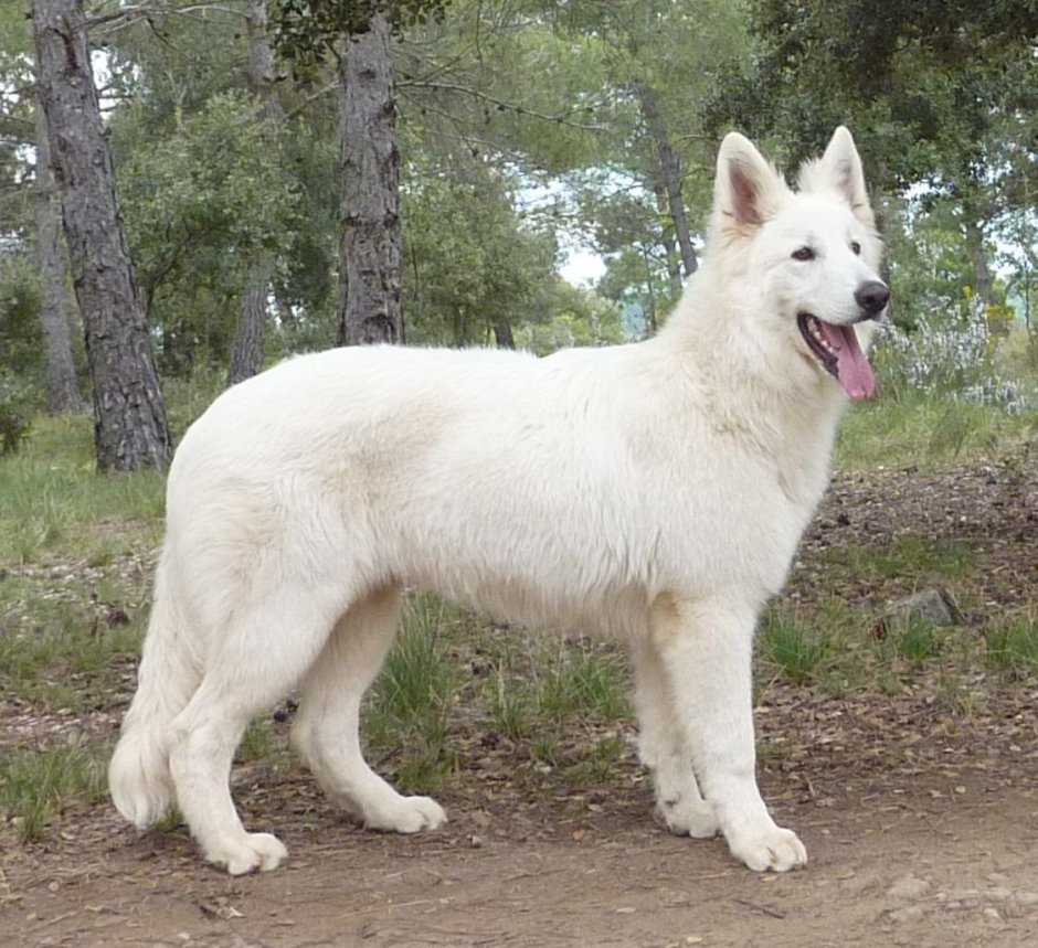 Сибирский хаски альбинос