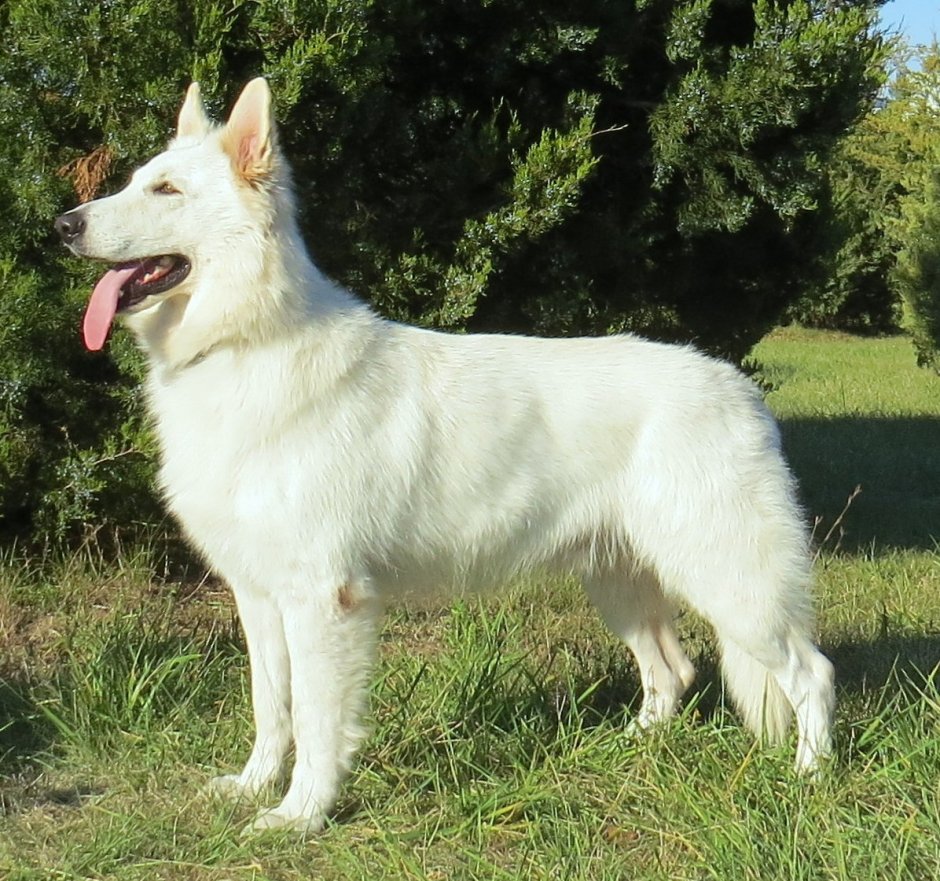 Чинук собака белая