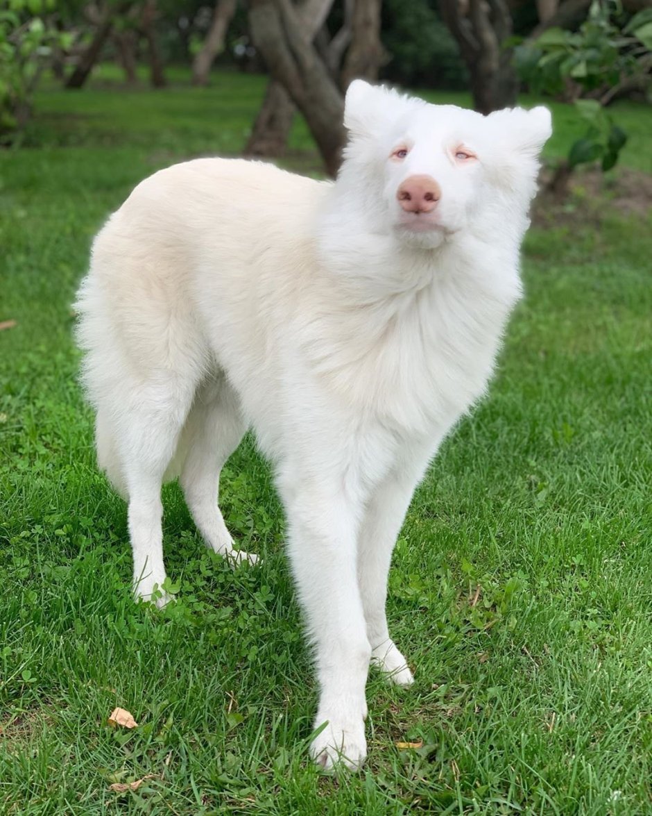 Собака альбинос август порода