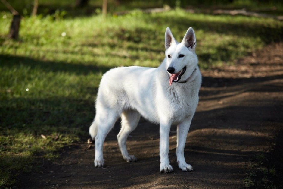 Швейцарская овчарка короткошерстная
